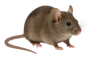 Patkány írtás